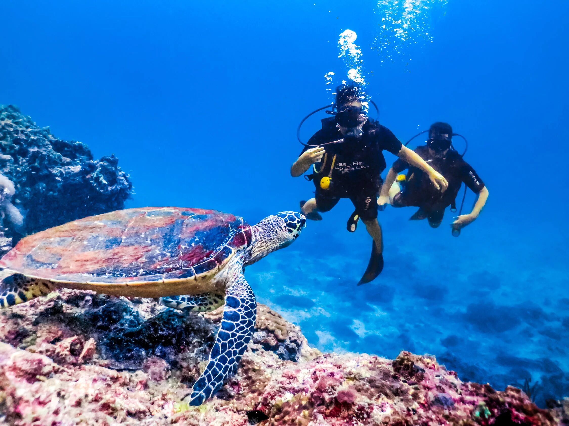Join guided adventures for safe, unforgettable dives